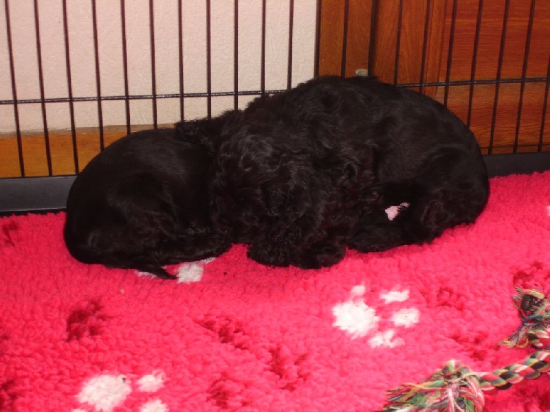 du pays du long nuage blanc - Cocker Spaniel Anglais - Portée née le 13/06/2014